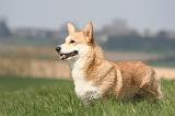 CORGI PEMBROKE 1219